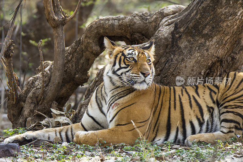 ranthambore国家公园里的孟加拉虎(Panthera tigris tigris)